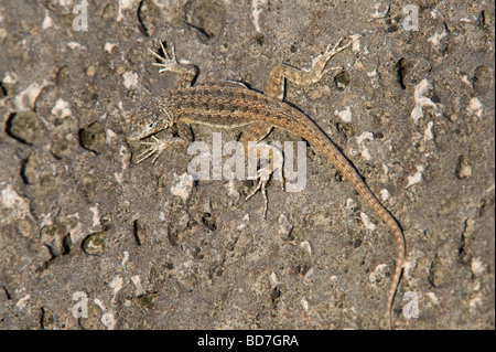 Lava Lizard (Microlophus albemarlensis) Santa Fe Island Galapagos Islands Ecuador South America Pacific Ocean Stock Photo