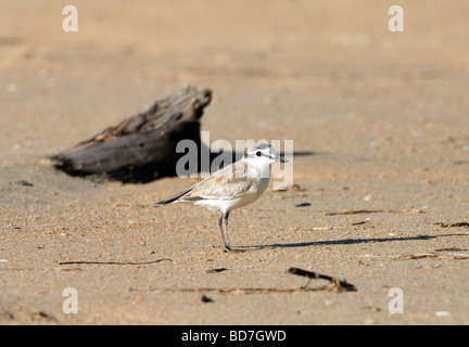 White-fronted plover (Charadrius marginatus) on a sandy beach. Plettenberg Bay,  Western Cape, Republic of South Africa. Stock Photo