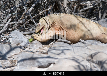 Sante Fe Land Iguana (Conolophus pallidus) adult feeding on opuntia pad Santa Fe Island Galapagos Stock Photo