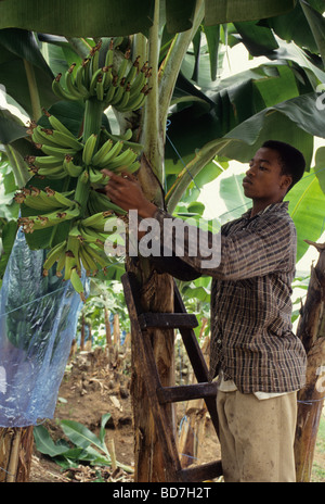 Banana Plant.  Picking Flower Buds off Tips of New Bananas to Promote Growth. Ivory Coast, Cote d'Ivoire. Stock Photo