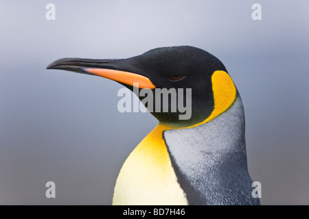 King Penguin Aptenodytes patagonicus close-up St Andrews Bay South Georgia Antarctica