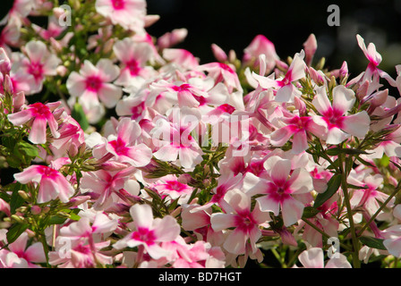 Hoher Stauden-Phlox, Gartenphlox, Garten-Phlox, Phlox, Staudenphlox