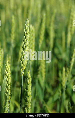 Green Wheat in close up view with shallow depth of field Stock Photo