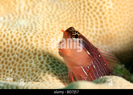 Whiteline combtooth blenny, Ecsenius pictus, perched on coral. Also known as Pictus Blenny Stock Photo