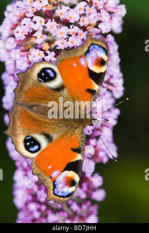 Peacock butterfly (Inachis io) feeding on a Buddleia (Buddleja davidii) flower spike Stock Photo
