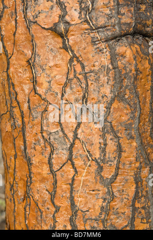 Cactus Prickly Pear (Opuntia echios var.barringtonensis) bark Barrington Bay Santa Fe Island Galapagos Pacific Ocean Stock Photo