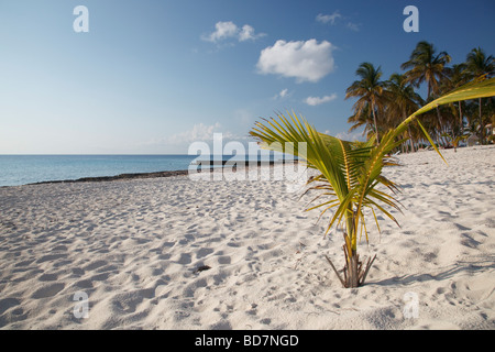 palm beach in María la Gorda Stock Photo