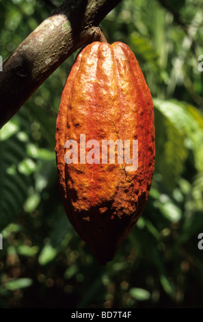 Cacao pod on tree.  Ivory Coast, Cote d'Ivoire. Stock Photo