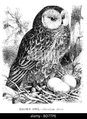 brown owl surnium aluco bird of prey Stock Photo