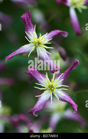 Clematis x triternata rubromarginata flowers in an English garden. Clematis flammula 'Rubra Marginata' Stock Photo