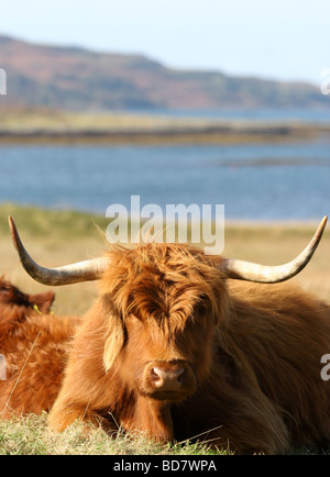 Highland Cow resting on the Isle of Mull, Scotland Stock Photo