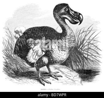 dodo didus ineptus Stock Photo