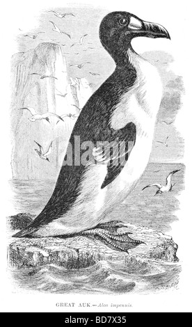 great auk alca impennis Stock Photo