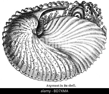 shell of argonaut Stock Photo - Alamy