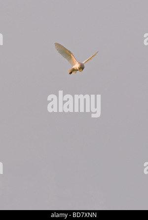 Barn Owl(Tyto alba) Hovering While Looking For Prey Stock Photo