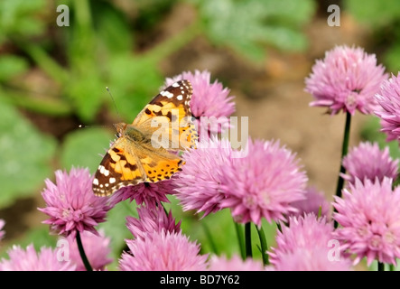 A Painted Lady butterfly resting on the flower head of a chive plant Allium schoenoprasum Focus on the body of the butterfly Stock Photo