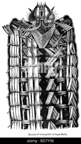 muscles of caterpillar goat moth Stock Photo