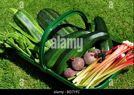 A basket full of freshly picked vegetables from the garden Stock Photo