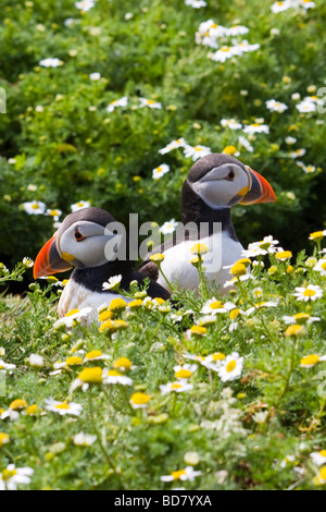 Puffins appearing from burrow Stock Photo