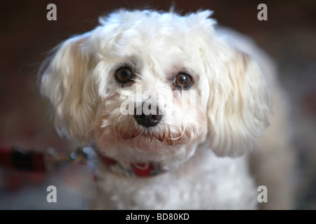 small cute white dog looks into the camera close up Stock Photo
