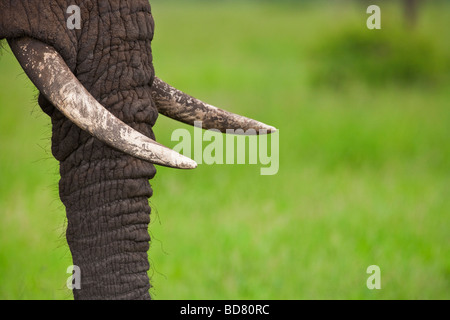Elephant Loxodonta Africana Kruger NP South Africa Stock Photo