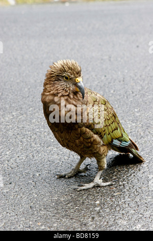 Kea Milford Sound New Zealand South Island bird Nestor notabilis parrot Nestoridae forested alpine regions intelligent curious Stock Photo