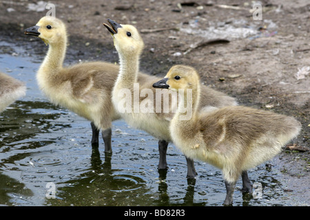 Canada Goose Branta canadensis Goslings Drinking In A Puddle Stock Photo