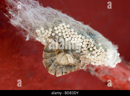 Female 'Vapourer Moth' laying eggs on her cocoon of silk Stock Photo