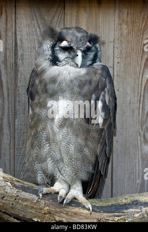 Verreaux Eagle Owl  or Milky Eagle Owl Bubo (lacteus) Stock Photo