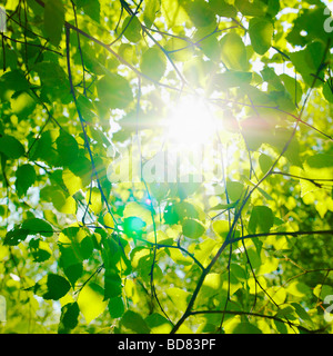 Sun glinting through Beech tree and leaves in spring. ( Fagus Sylvatica ) - sunlight through trees - photosynthesis nature background Stock Photo