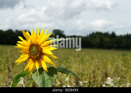 Sunflower in a wheatfield Stock Photo