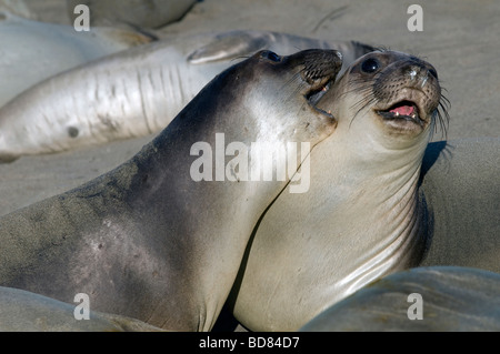 Sub adult Northern Elephant Seals fighting Mirounga angustirostris  California USA, by Dominique Braud/Dembinsky Photo Assoc Stock Photo