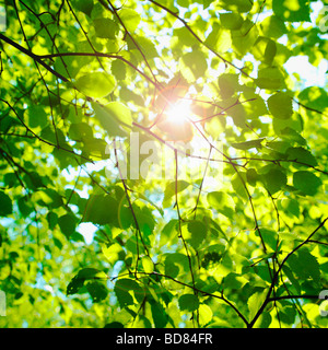 Sun glinting through Beech leaves in spring. ( Fagus Sylvatica ) - photsynthesis nature background. Stock Photo