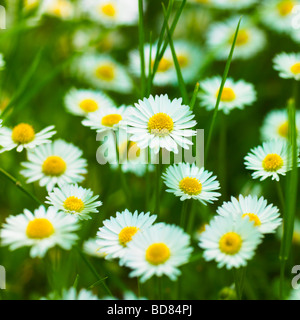Common Daisies, Lawn Daisies or English Daises full frame nature background. ( Bellis Perennis ) - overgrown wild lawn with Daisy flowers - wildflower Stock Photo