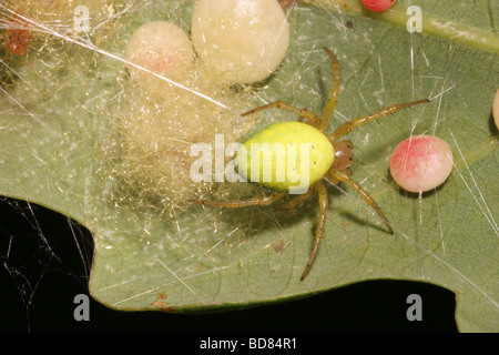 Leaf curl orb weaver spider Araniella cucurbitina Araneidae female guarding her egg mass beneath an oak leaf UK Stock Photo