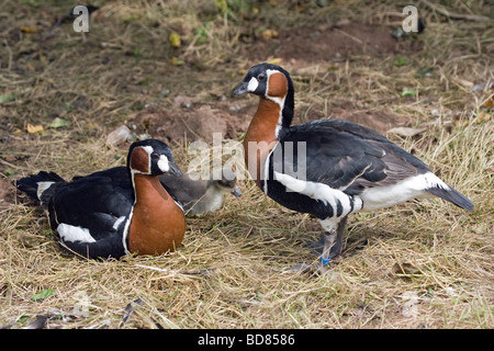 Red Breasted Geese Branta ruficollis with Gosling. Stock Photo