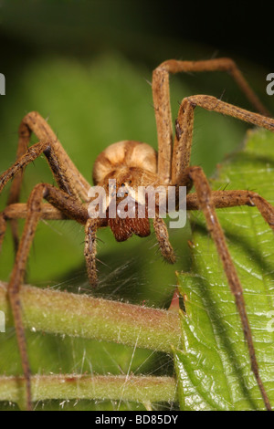 Nursery web / Wedding present spider Pisaura mirabilis Pisauridae female face UK Stock Photo