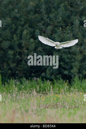 Barn Owl(Tyto alba) Hovering While Looking For Prey Stock Photo