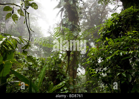 Giant Fern (Angiopteris evecta) growing in the Santa Elena Cloud Forest Reserve, Costa Rica. Stock Photo