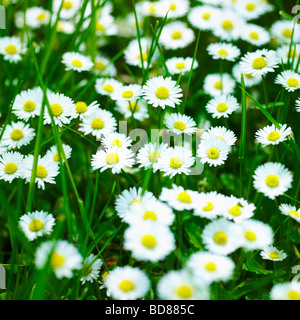 Common Daisies, Lawn Daisies or English Daises full frame nature background. ( Bellis Perennis ) - overgrown wild lawn with Daisy flowers - wildflower Stock Photo