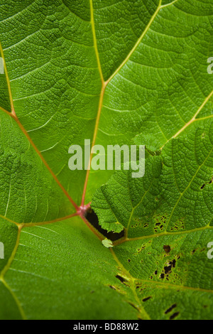 Close-up of a vibrant green leaf in the Santa Elena Cloud Forest Reserve, Monteverde, Costa Rica Stock Photo