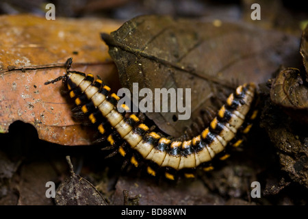 Polydesmid or flat-backed millipede on the forest floor in the Monteverde Cloud Forest Reserve in Puntarenas, Costa Rica. Stock Photo