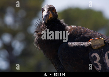 Close-up of a tagged condor on the coast of California Stock Photo