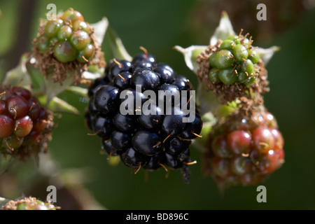 common blackberry rubus fruticosus blackberries various stages growing on a wild bramble bush in a garden in the UK Stock Photo