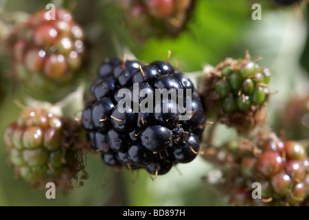 common blackberry rubus fruticosus blackberries various stages growing on a wild bramble bush in a garden in the UK Stock Photo