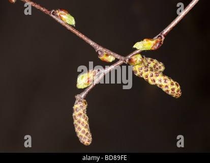 Birch ( betula ) tree reproduction Stock Photo