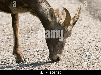 Female big horn sheep eating salt from the road surface Stock Photo