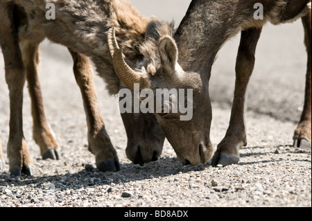 Big horn sheep feeding off road salt. Stock Photo