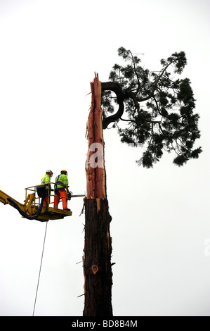 Tree surgeon's work on cutting down on a large tree after it was struck by lightning and damaged Stock Photo