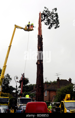 Tree surgeon's work on cutting down on a large tree after it was struck by lightning and damaged Stock Photo